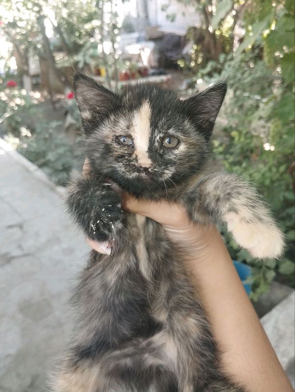 отдам котят бесплатно бухара отдам котят бесплатно бухара