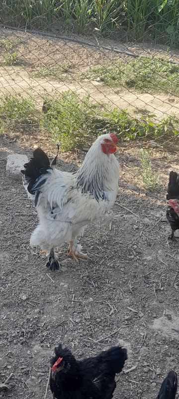 Brama Xo‘roz sotilladi Brama Xo‘roz sotilladi