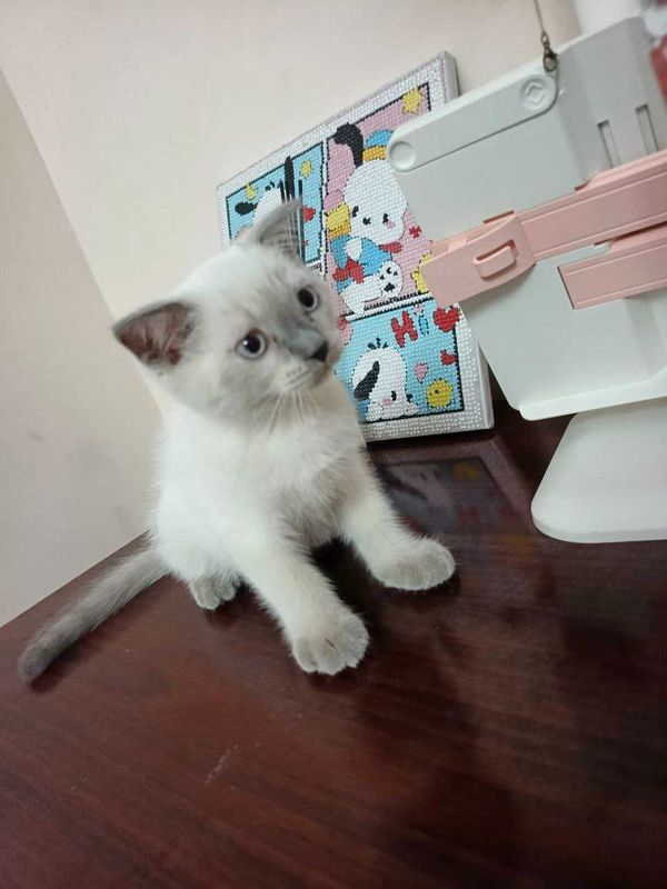 Продается котик. Продается котик.