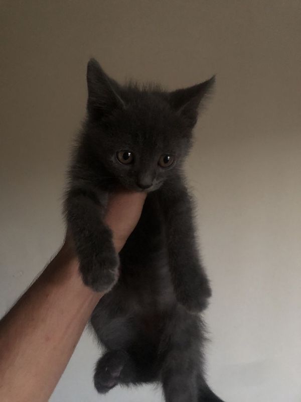 Продаются котята Продаются котята