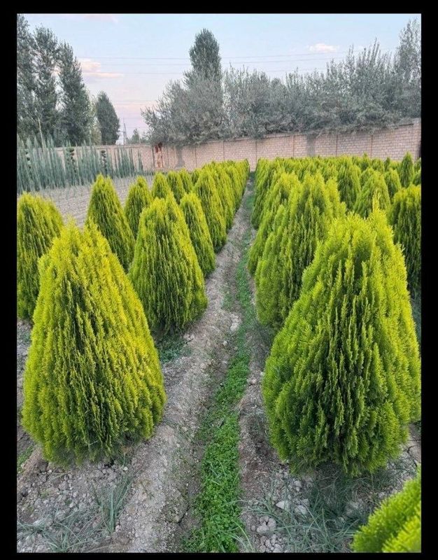Dorilarimiz ga garantiya beramiz Dorilarimiz ga garantiya beramiz