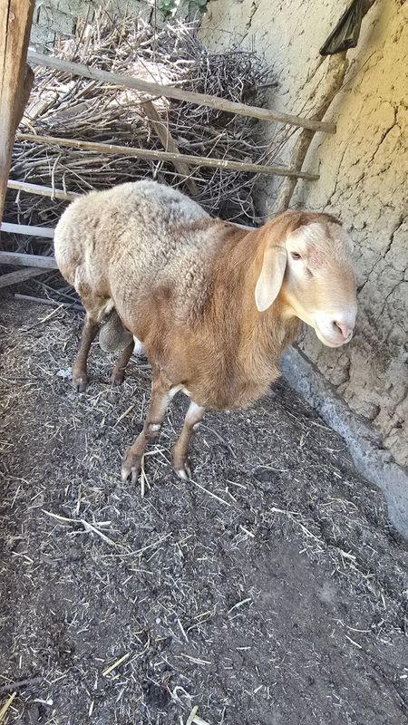 Kotta qoy sotiladi Kotta qoy sotiladi