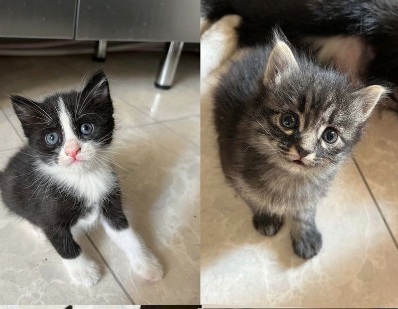 Котята бесплатно Котята бесплатно