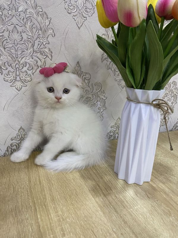 Скотиш фолд мальчик,девачка
