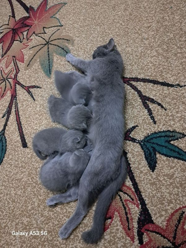 Продаются котята