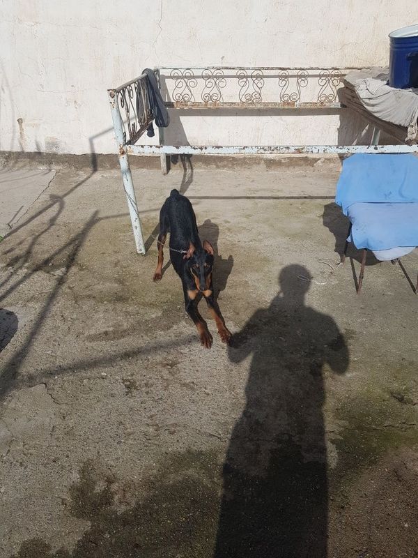 Doberman it sotiladi Doberman it sotiladi