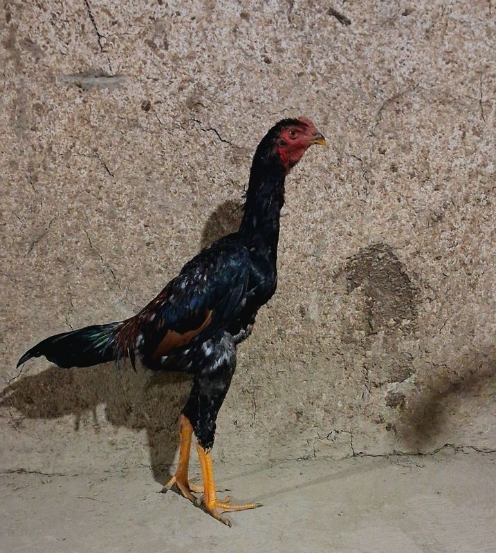 Dakan joʻjala sotiladi