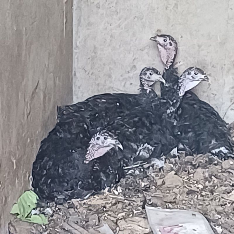 Kurk kurkalar sotiladi Kurk kurkalar sotiladi