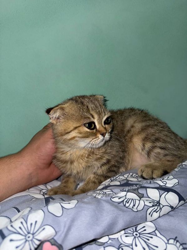 Scottish Fold zotli sotiladi Scottish Fold zotli sotiladi