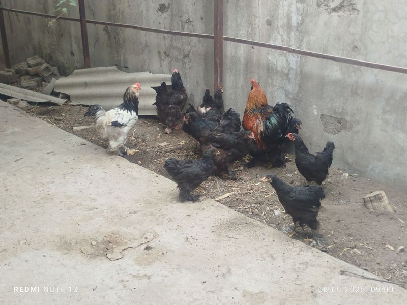 Damashniy brama tovuqlar sotiladi