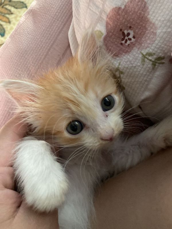 Котенок девочкаа Котенок девочкаа