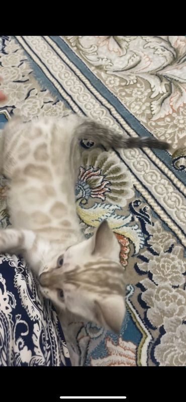 Котенок бенгальский Котенок бенгальский
