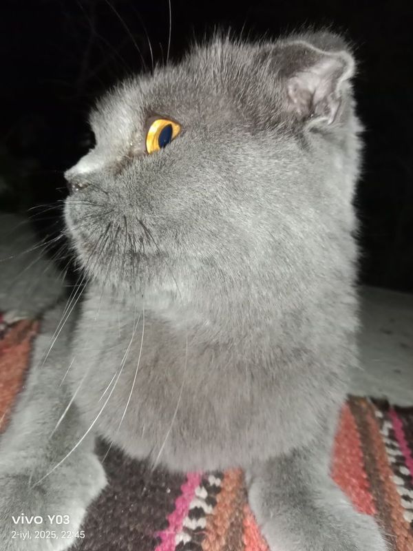 Mushuk sotiladii Mushuk sotiladii