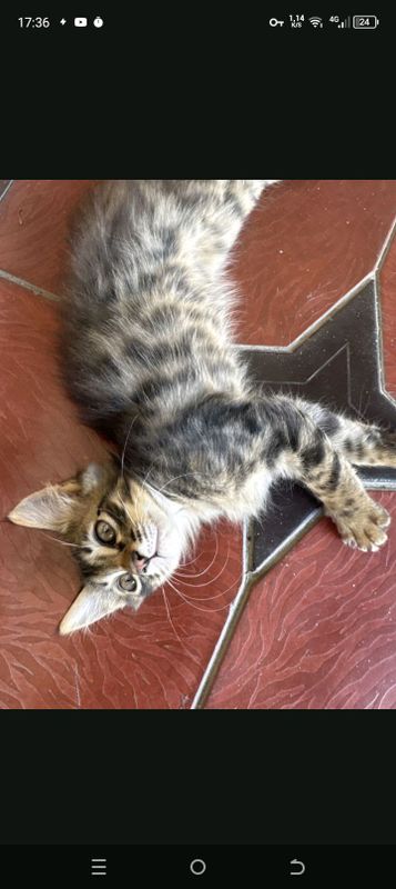 кошка кошка