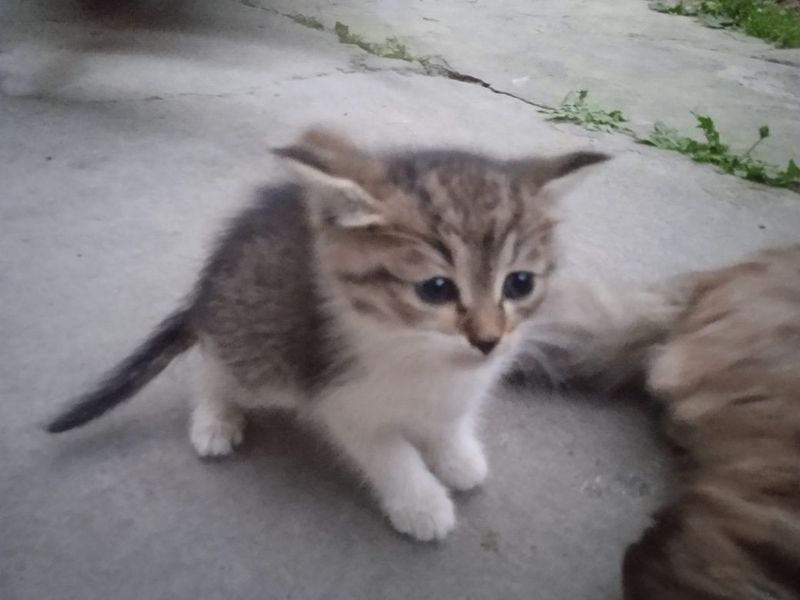 Отдадим котят в добрые руки Отдадим котят в добрые руки