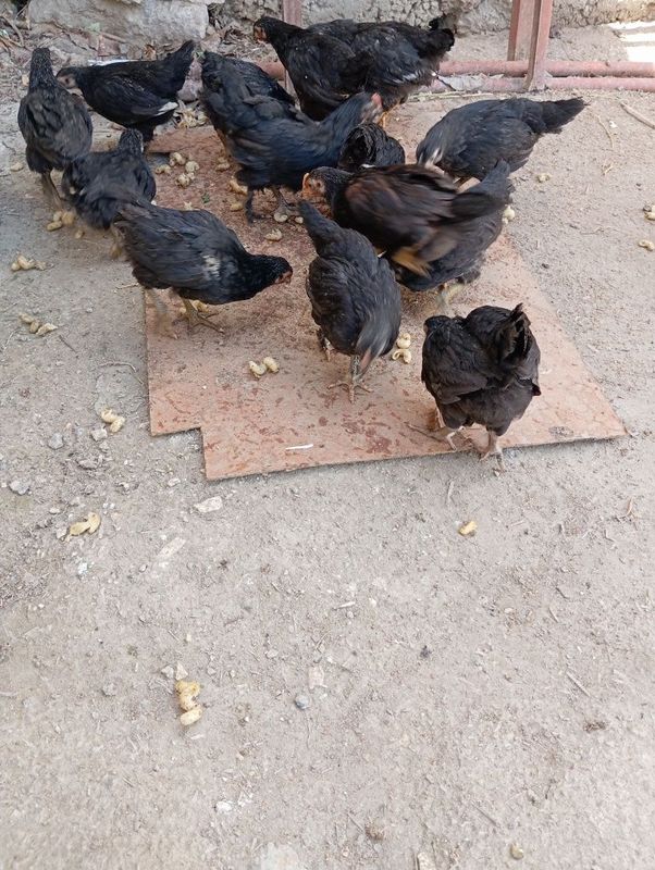 Andijon qorashaxzoda jujalari sotiladi Andijon qorashaxzoda jujalari sotiladi