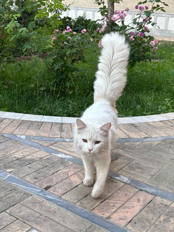 Домашний кот. Отдам в хорошие руки. Кострированный Домашний кот. Отдам в хорошие руки. Кострированный
