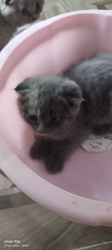 Очаровательные Котята Скоттиш фолдики Очаровательные Котята Скоттиш фолдики
