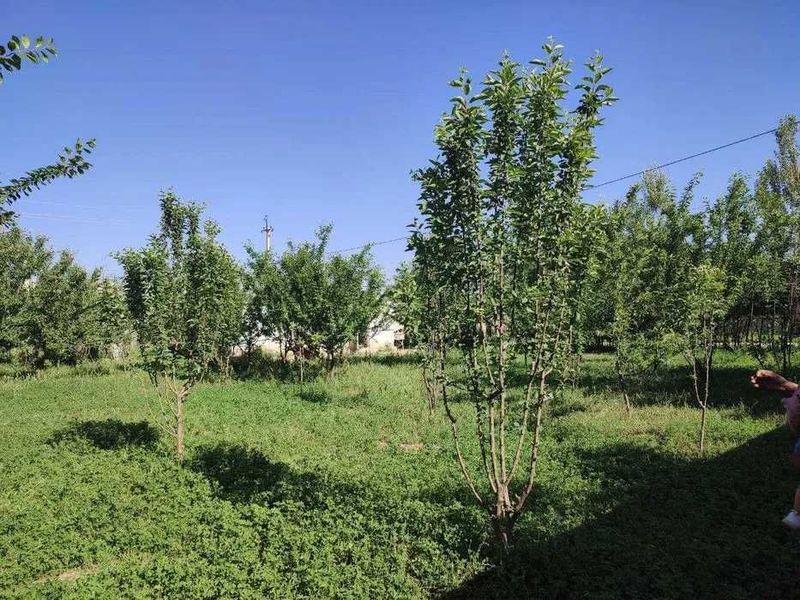 Срочно продаётся 3 сотки. угловой. размер 20Х15. цена 14 000дол Срочно продаётся 3 сотки. угловой. размер 20Х15. цена 14 000дол