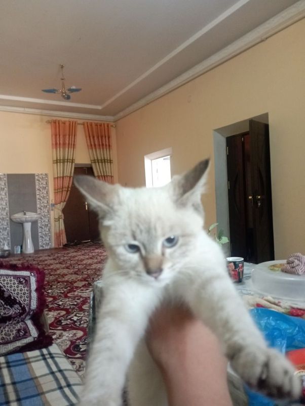 mushuk syamskiy ajoyip narxda mushuk syamskiy ajoyip narxda