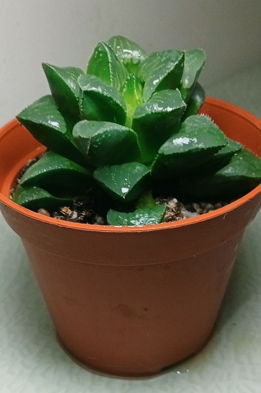 Продам. Хавортия Ретуза. Суккулент.. Продам. Хавортия Ретуза. Суккулент..