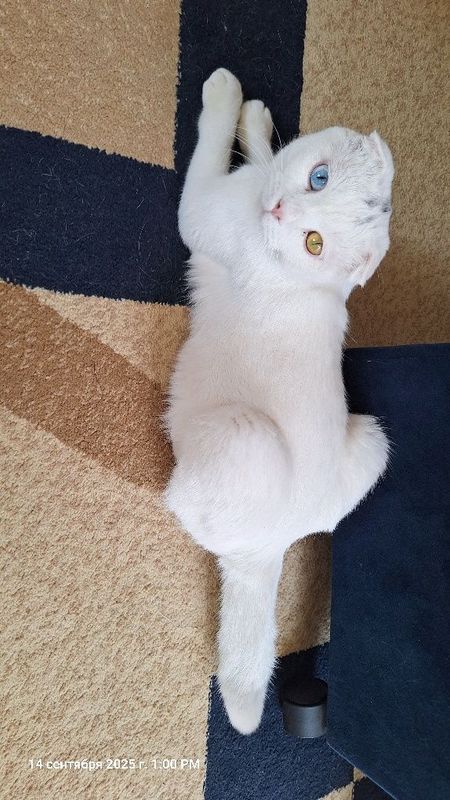 Котенок годик послушны