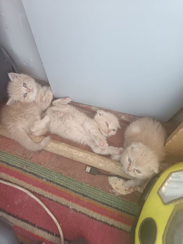 Mushuk bolalari sotiladi Mushuk bolalari sotiladi