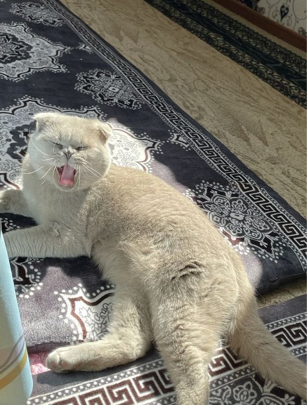Британский вислоухий кот Британский вислоухий кот