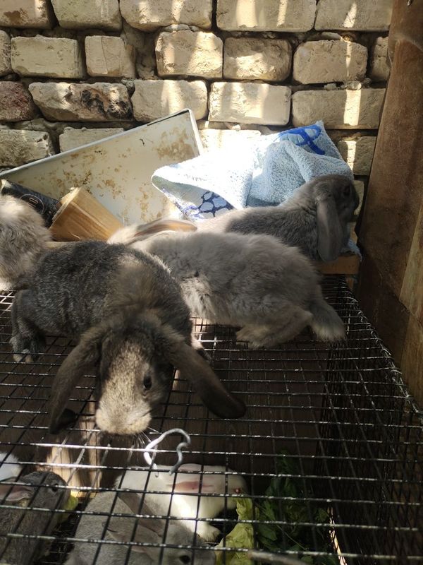 Quyon toza zot Baran 1 ta erkak 3 ta urg'ochi sotiladi Quyon toza zot Baran 1 ta erkak 3 ta urg'ochi sotiladi