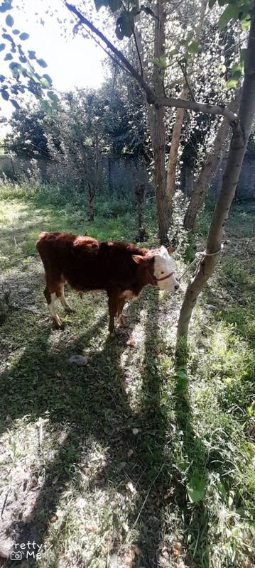 Grenfort sotladi Grenfort sotladi
