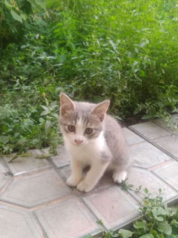 Отдам домашних, милых котята в добрые руки Отдам домашних, милых котята в добрые руки