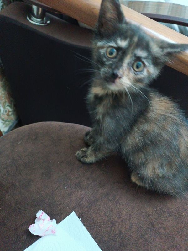 Продаю котёнка трехцветного