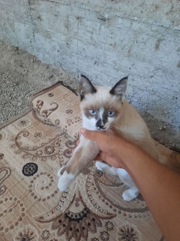 Уй мушук сиамская