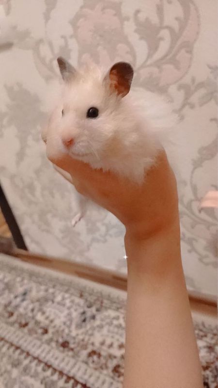 Hamyak zor hch nma qmagan kasali yoq Hamyak zor hch nma qmagan kasali yoq