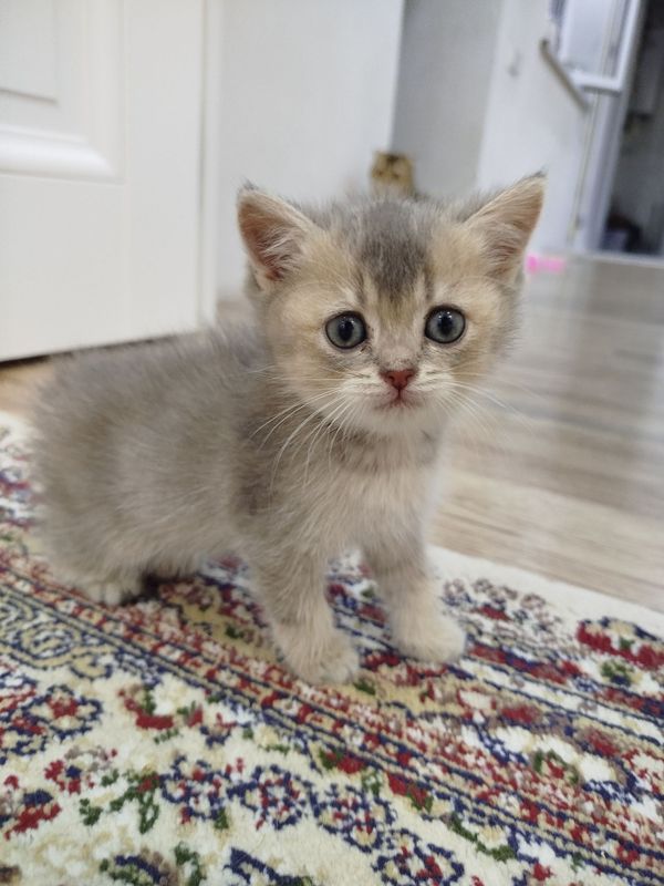 Скотишь страйт. Девочка