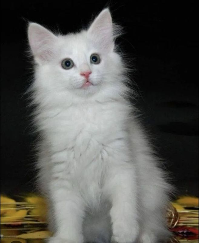 Котёнок турецкая ангора Котёнок турецкая ангора