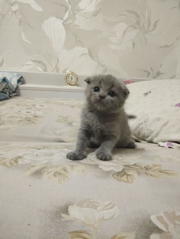 Продам котенка скотиш фолд Продам котенка скотиш фолд