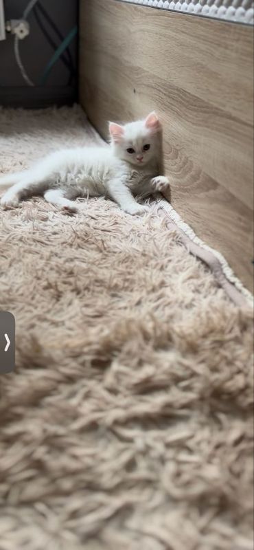 Turetskaya angora sotiladi toza oppoq mushuk bolasi Turetskaya angora sotiladi toza oppoq mushuk bolasi