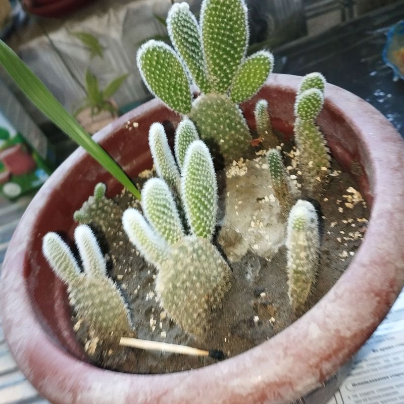 kaktus kaktus
