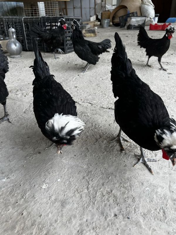 Gollan zotli oqbosh xo’rozchalar Gollan zotli oqbosh xo’rozchalar