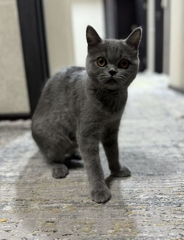 Продаю Котенка 5 месечного Продаю Котенка 5 месечного
