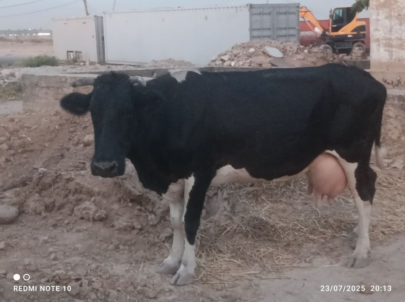 Ona bola sigirlar 2 ta Ona bola sigirlar 2 ta