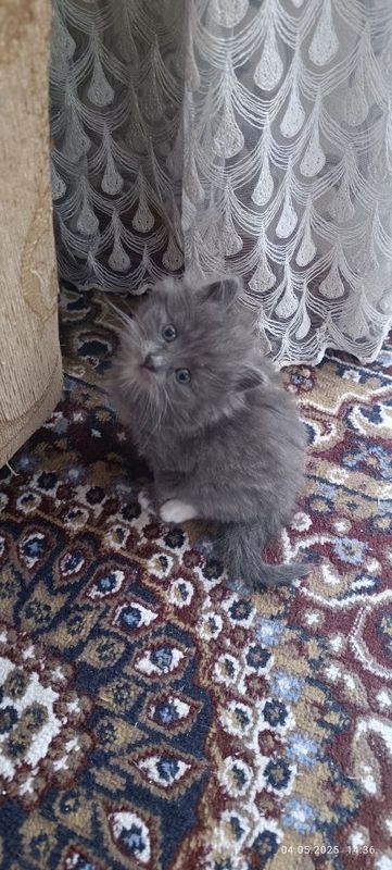 Продам котёнка порода Нибелунг Продам котёнка порода Нибелунг