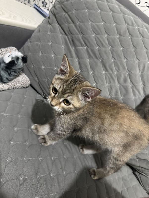 Котенок девочка шиншилы Котенок девочка шиншилы