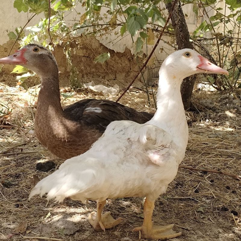 2 ta oʻrdak sotiladi 3 oylik 2 ta oʻrdak sotiladi 3 oylik