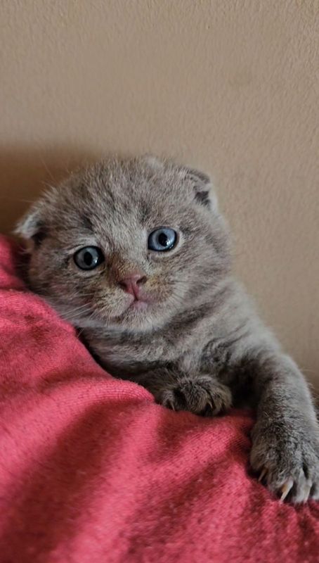 Продаётся котёнок Продаётся котёнок