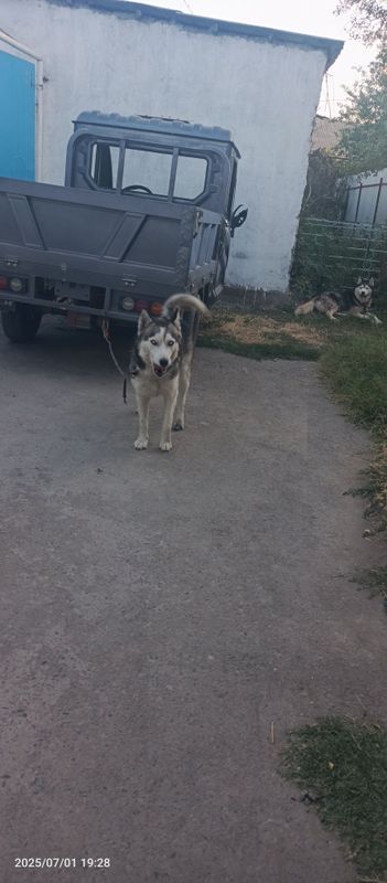 Itlar 1para sotiladi