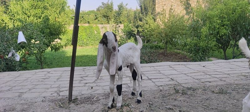 Kamori uloqcha sotiladi Kamori uloqcha sotiladi