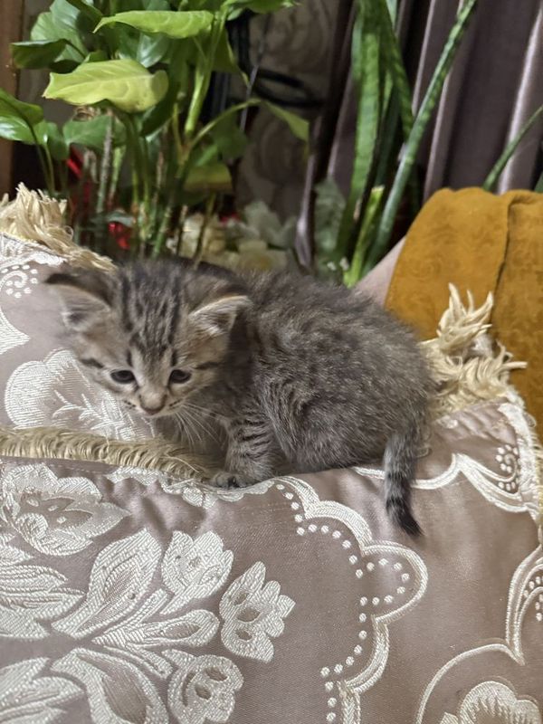 Отдается даром милые маленькие котята. Отдается даром милые маленькие котята.