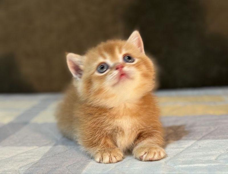 Манчкин. Мальчик